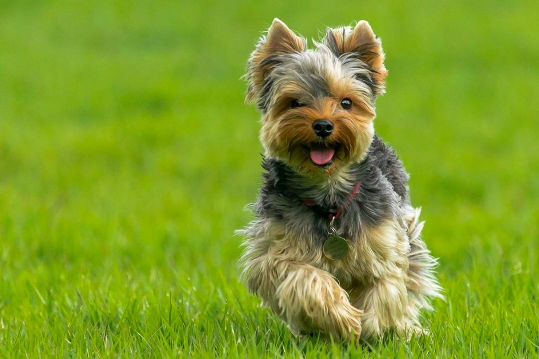 What Medical Conditions Could Cause My Dog to Walk in Circles